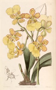 Trichocentrum bicallosum by Miss Drake
